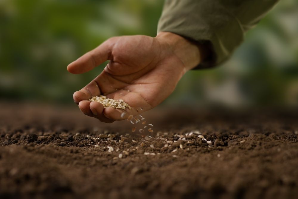 A person is sprinkling seeds into the soil with their hand.