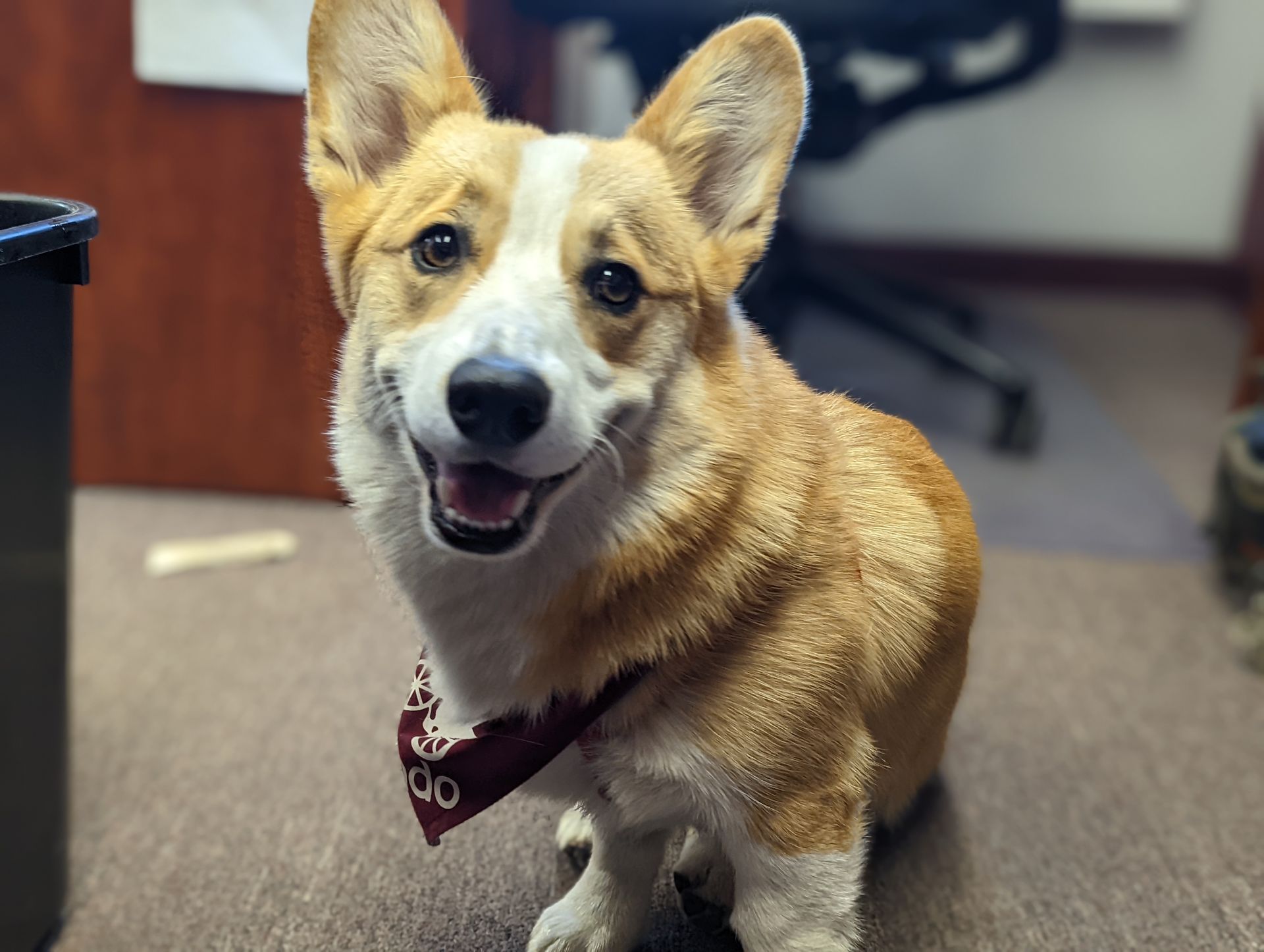 A brown and white dog wearing a red bandana with the letter o on it