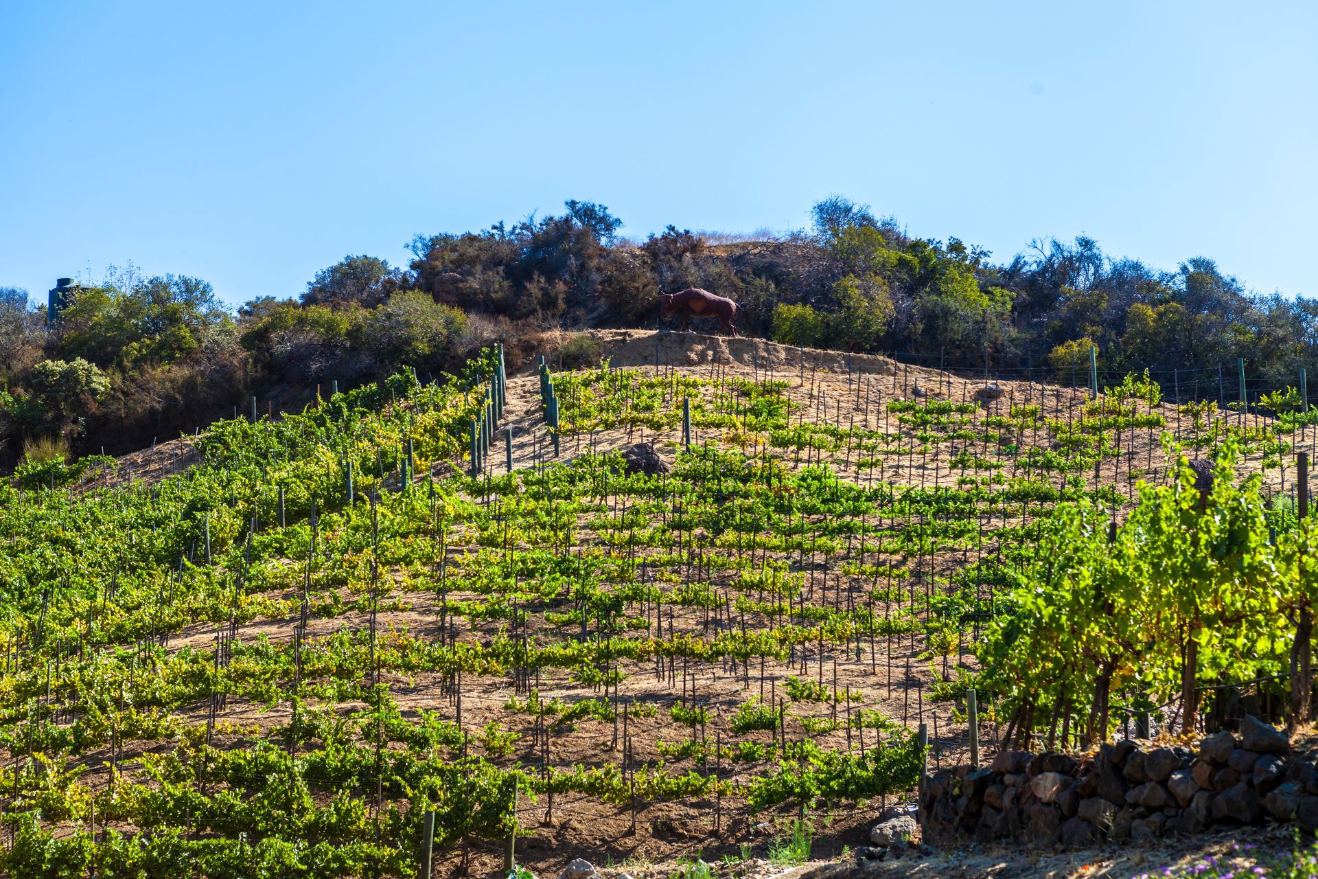 picture of vineyard