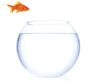 fish and fishbowl