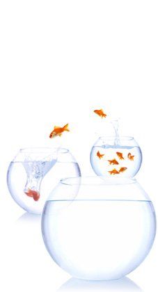 fishes and fish bowls