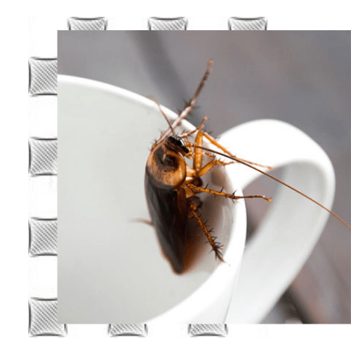 roach-in-a-cup
