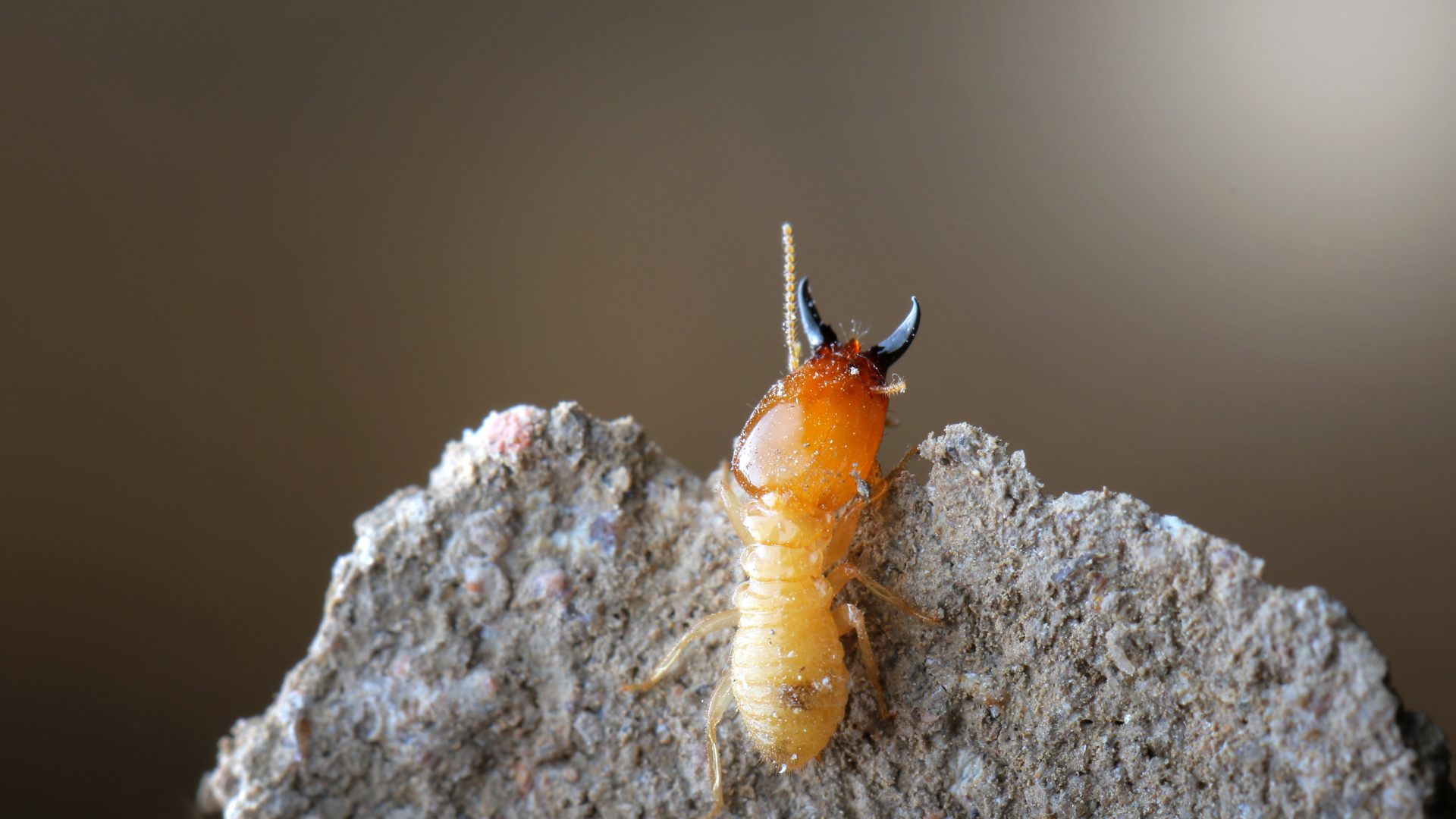 Termite with large pincers on a light-colored crumbling surface, brown background.