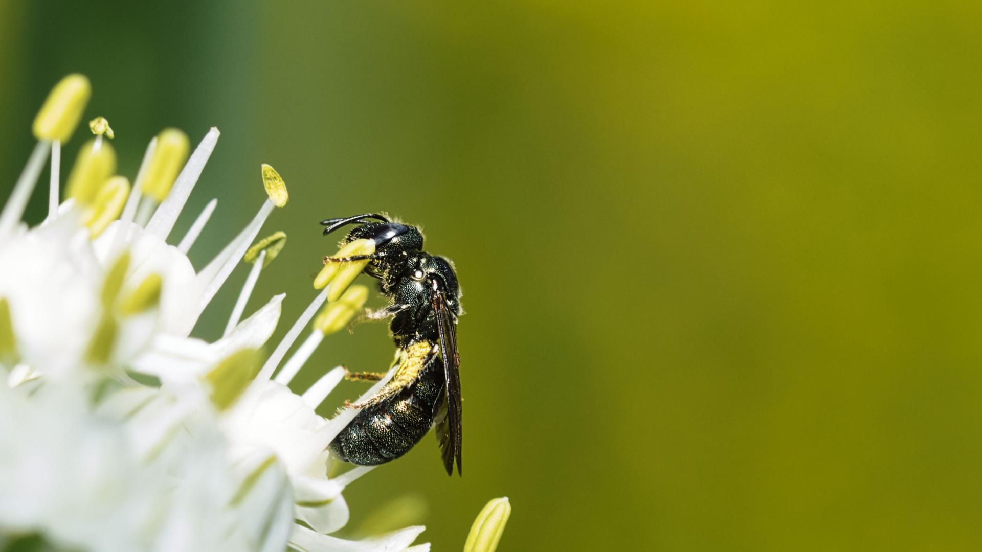 A small bee with black and yellow markings on a white flower with yellow stamens; green background.