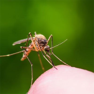 A mosquito is sitting on a person 's finger.