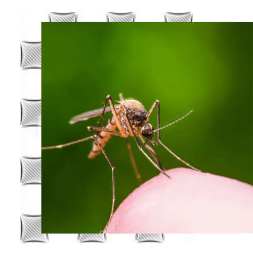 mosquito-on-fingertip