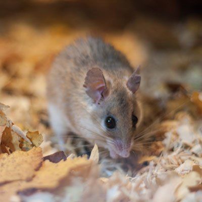 rodent