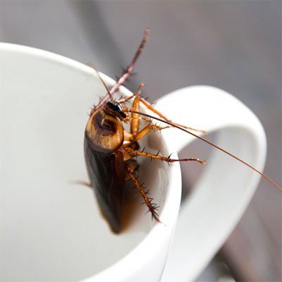 roach-in-a white-mug