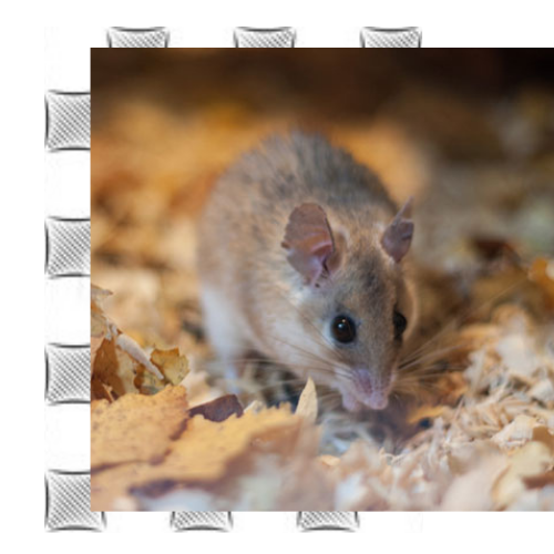 field-mouse