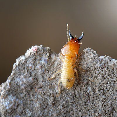 tan-termites