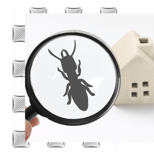 Termite-in-a-magnifying-glass