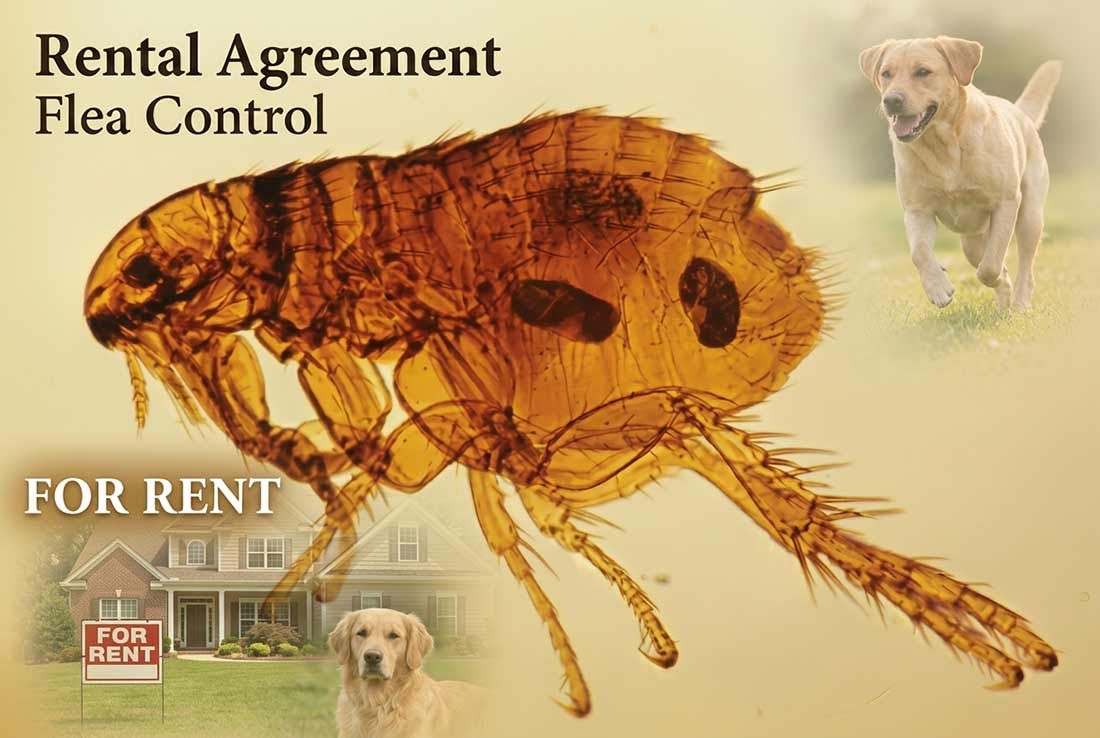 Rental agreement requires spraying for fleas