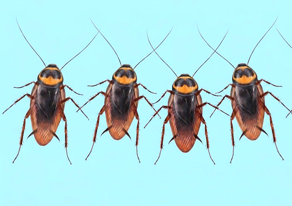 Cockroaches are sought after in all rooms of building and sprayed