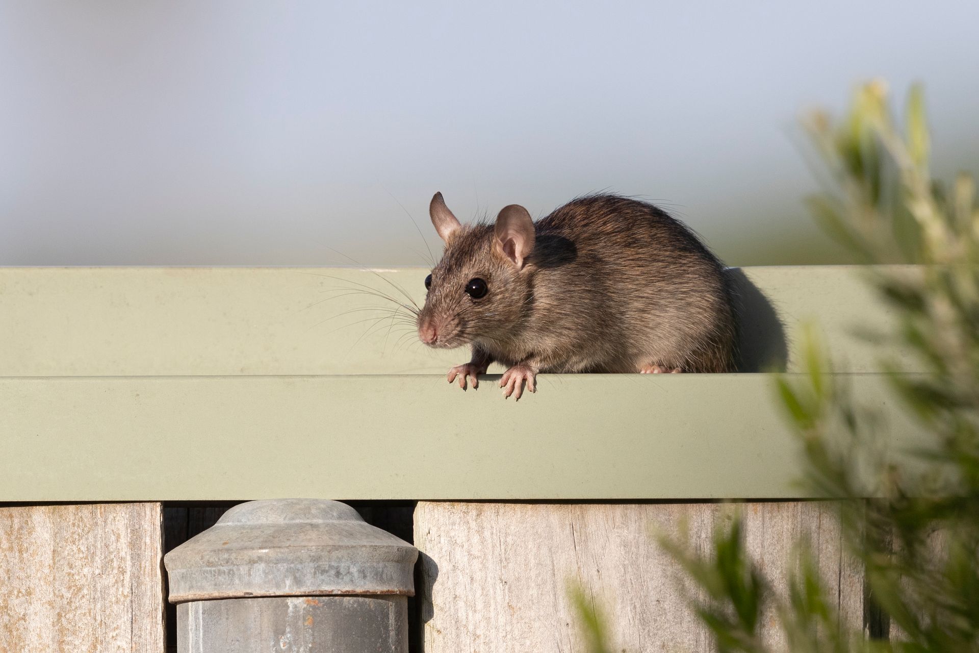Baiting and proofing buildings to reduce pest activity.