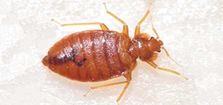 Bed bugs found in all areas of tourism transit and private homes worldwide