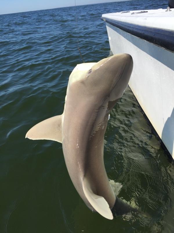 Shark leaning against the side of a white boat in blue water.