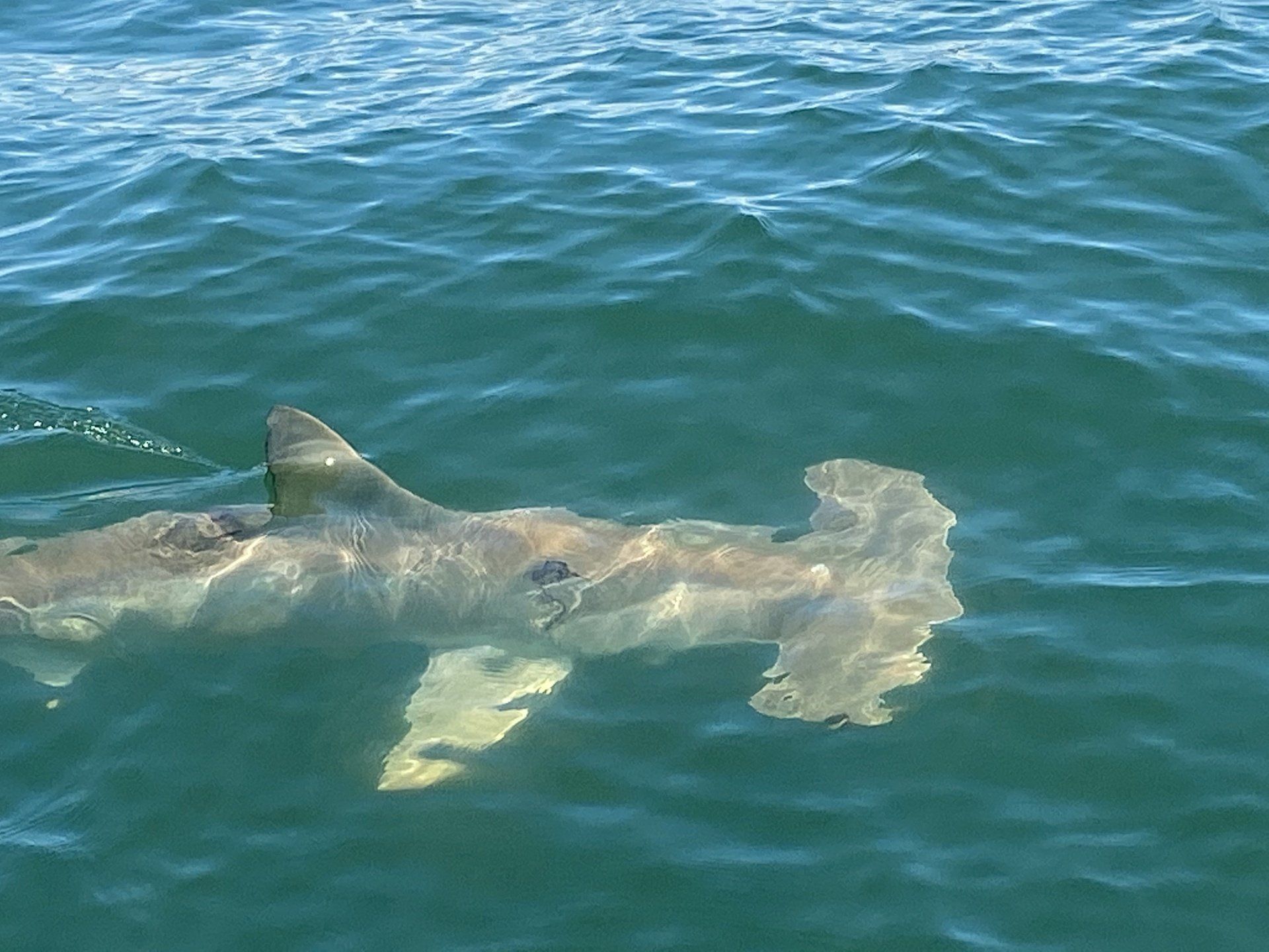 Hammerhead shark swims near the surface of blue water.