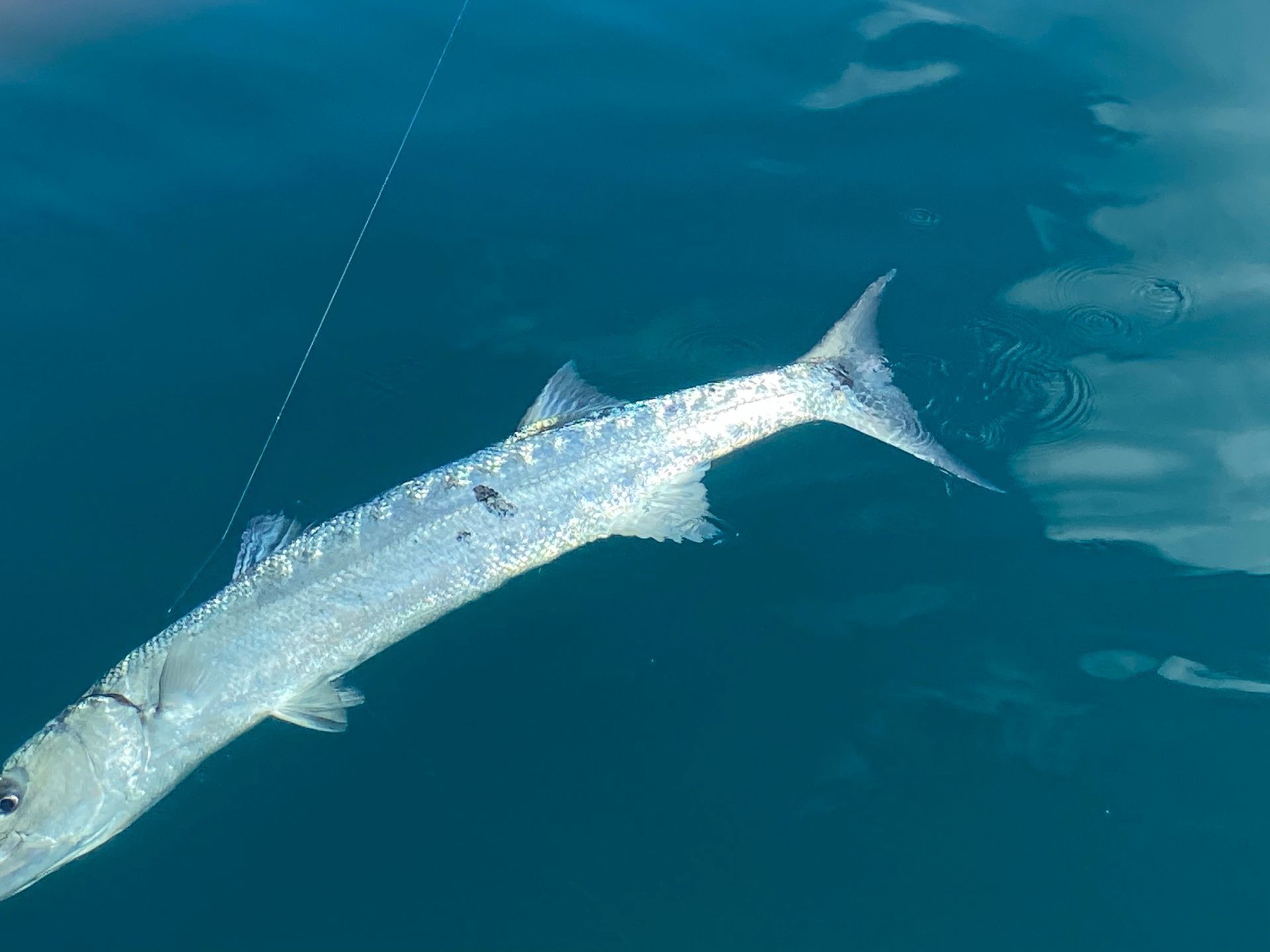 Fishing with Captain Bradley-Barracuda Fish, hooked on a line, in dark blue water.