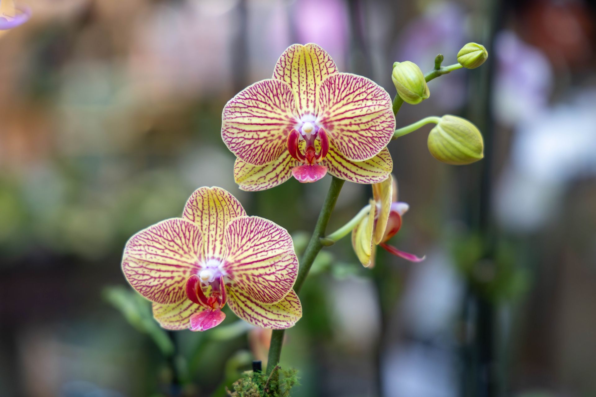 Two blooming moth orchids with yellow petals featuring intricate reddish-purple veins, set against a blurred background.