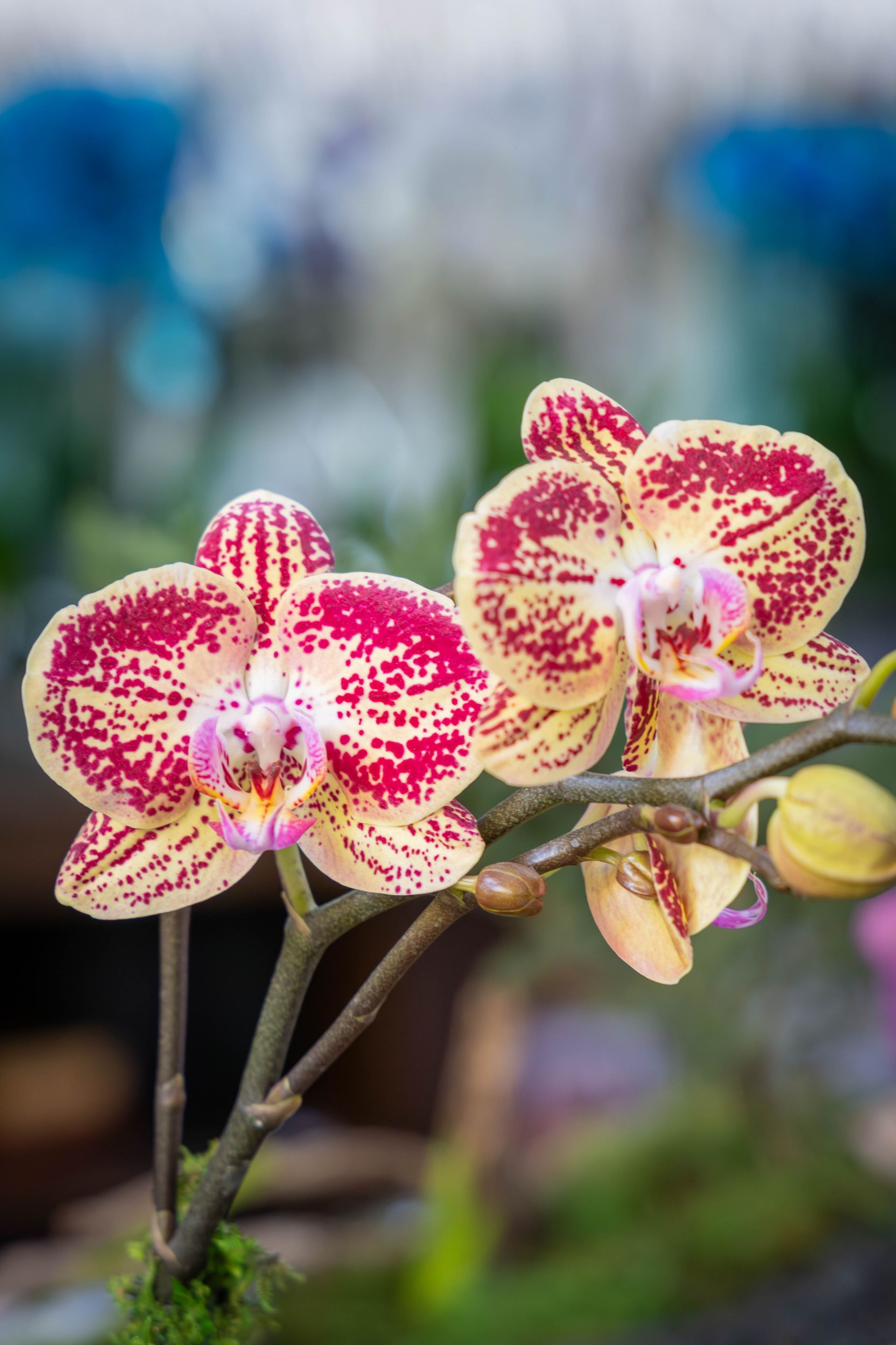 Two cream-colored moth orchids with vibrant magenta speckles bloom on a slender, green stem against a soft-focus background.