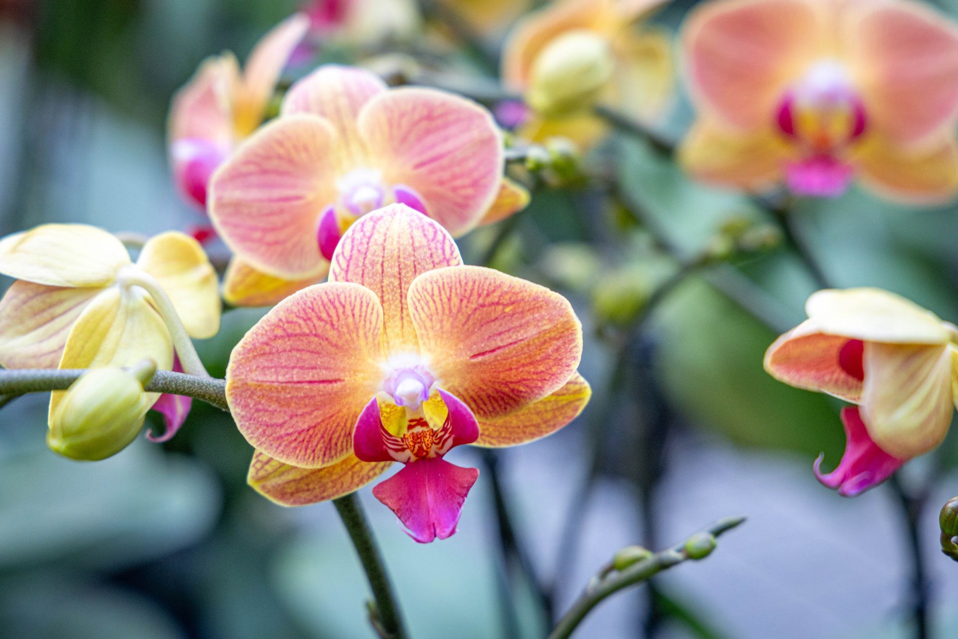 Close-up of several blooming orchids with petals in shades of soft orange, yellow, and vibrant magenta.