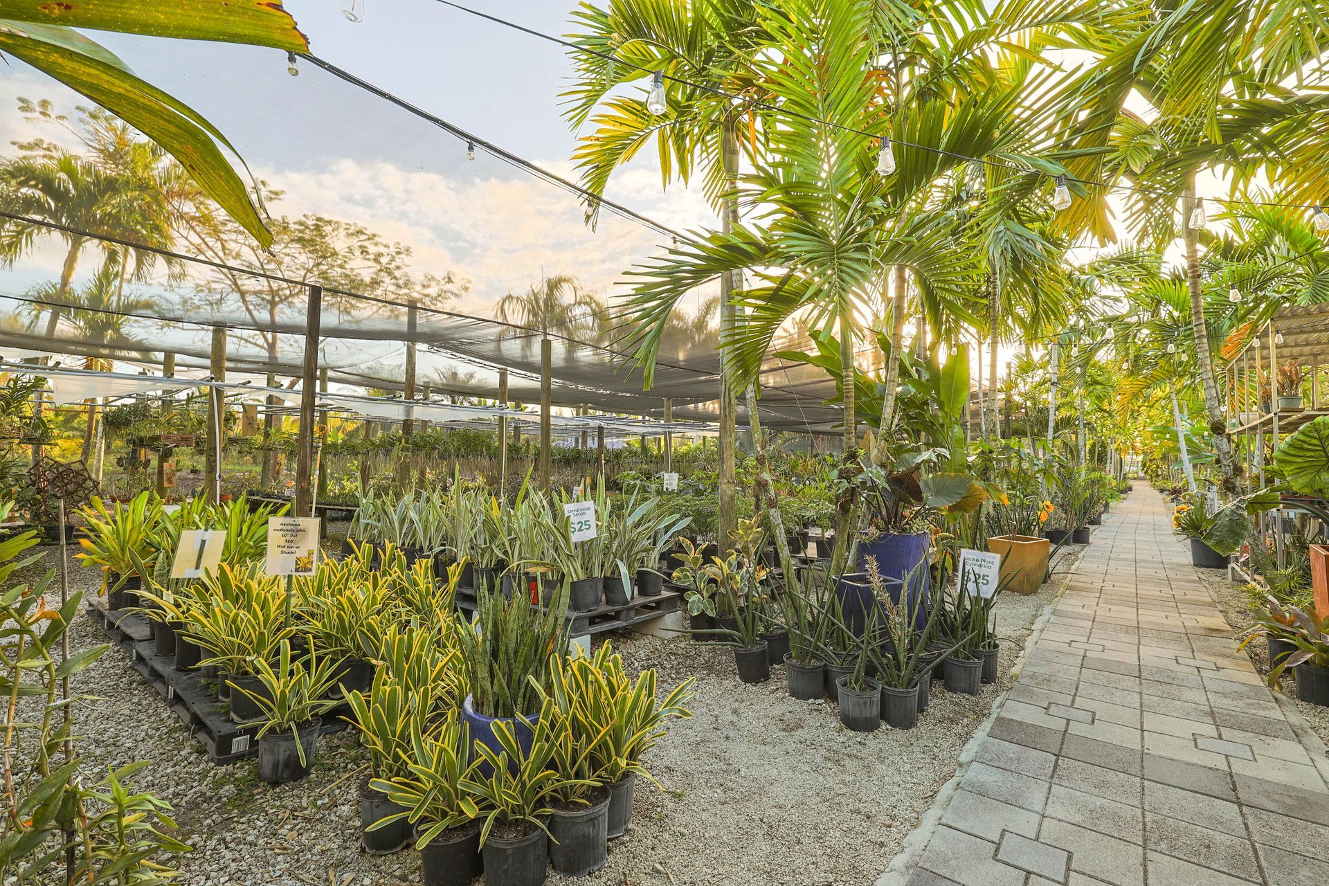 Rows of potted plants and palms in a shaded outdoor nursery under a bright, golden afternoon sky.