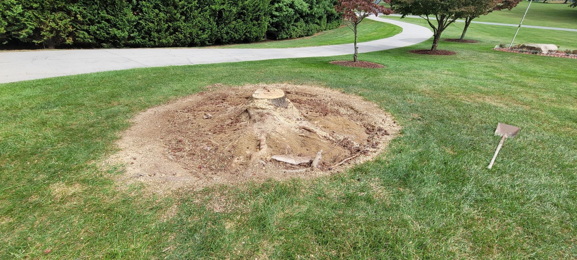 Before Stump Removal Blacksburg VA