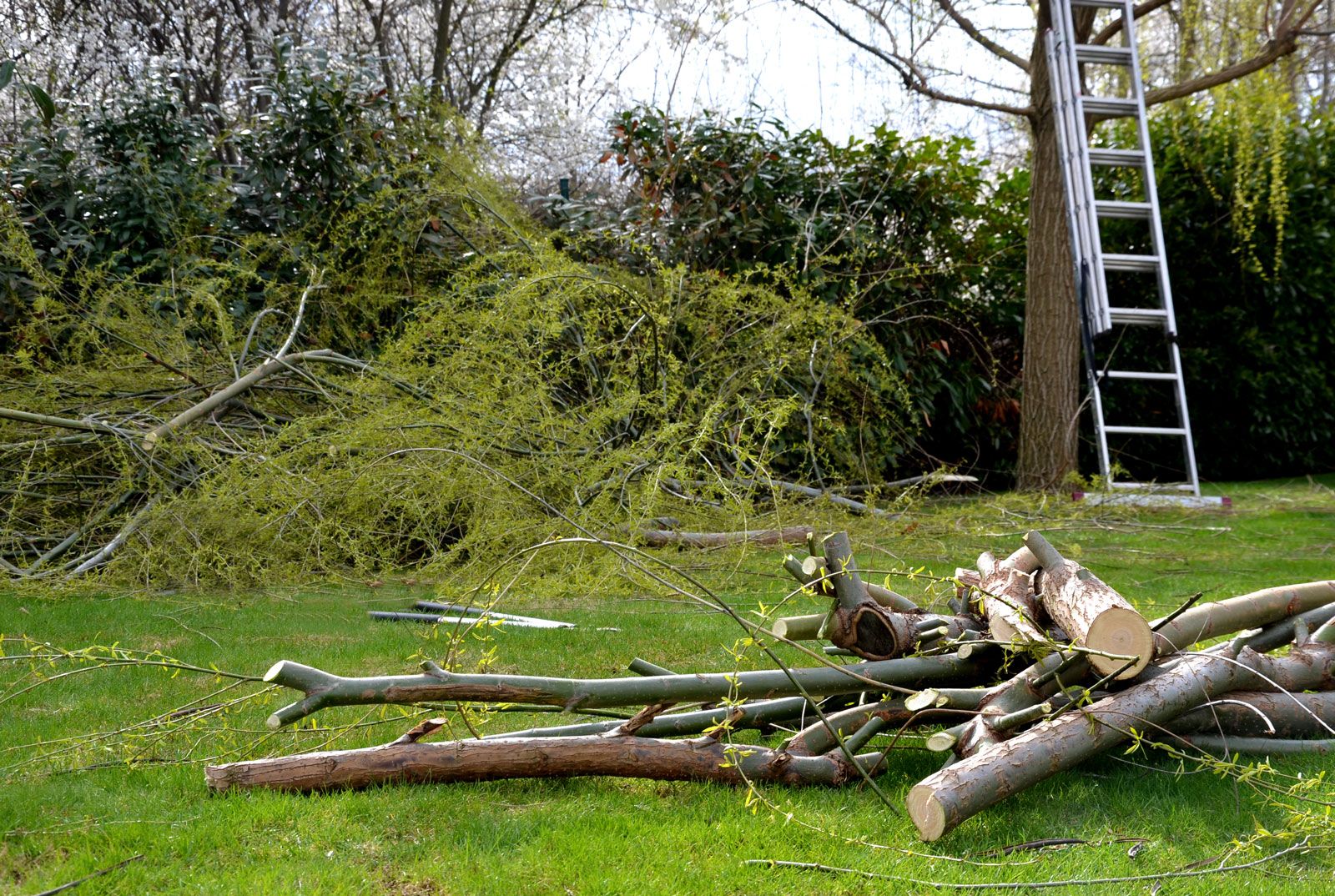 The Branches On The Lawn — Berlin, NJ — Tree & Land Masters, LLC The Branches On The Lawn — Berlin, NJ — Tree & Land Masters, LLC