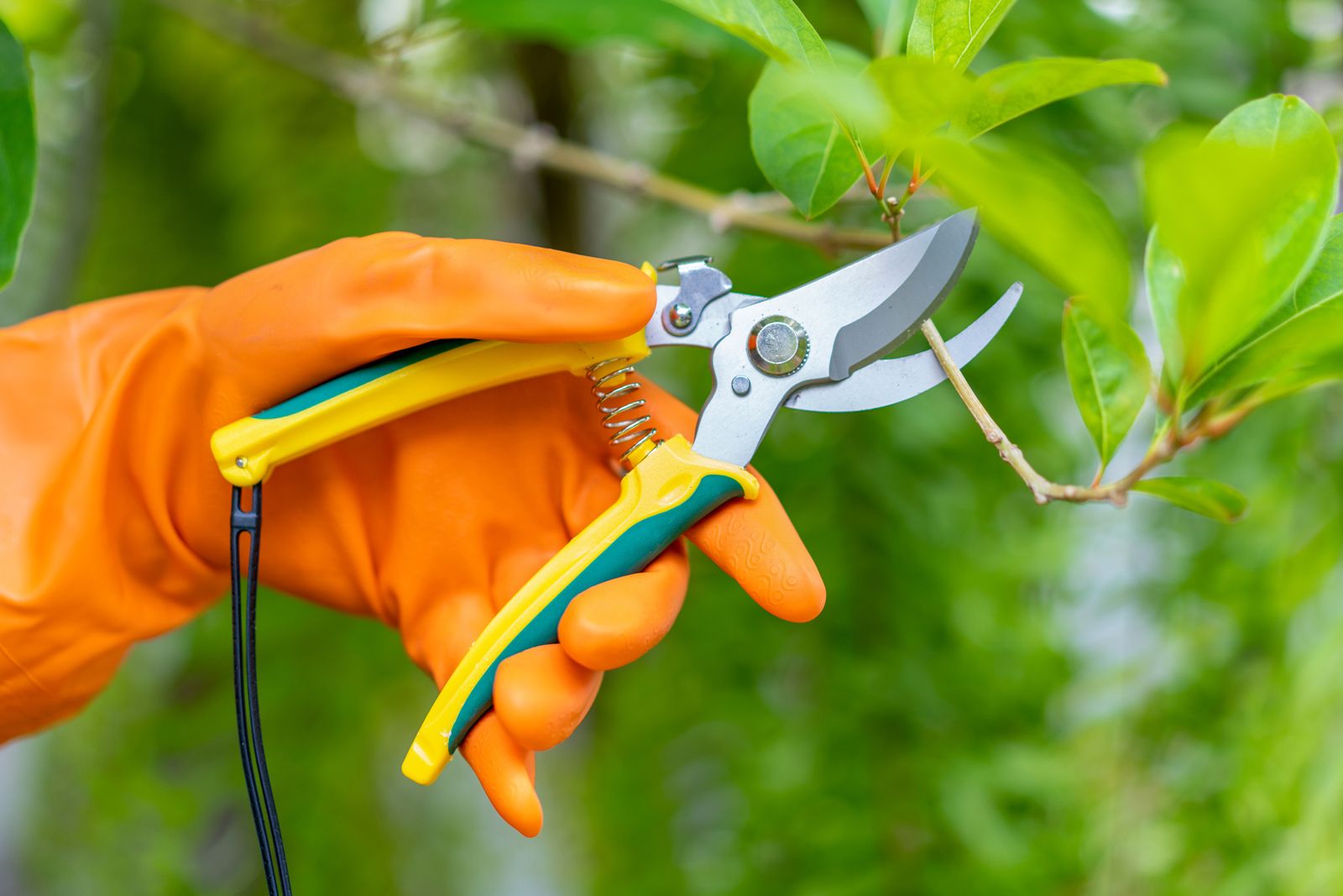 A Hand Pruning Trees — Berlin, NJ — Tree & Land Masters, LLC A Hand Pruning Trees — Berlin, NJ — Tree & Land Masters, LLC