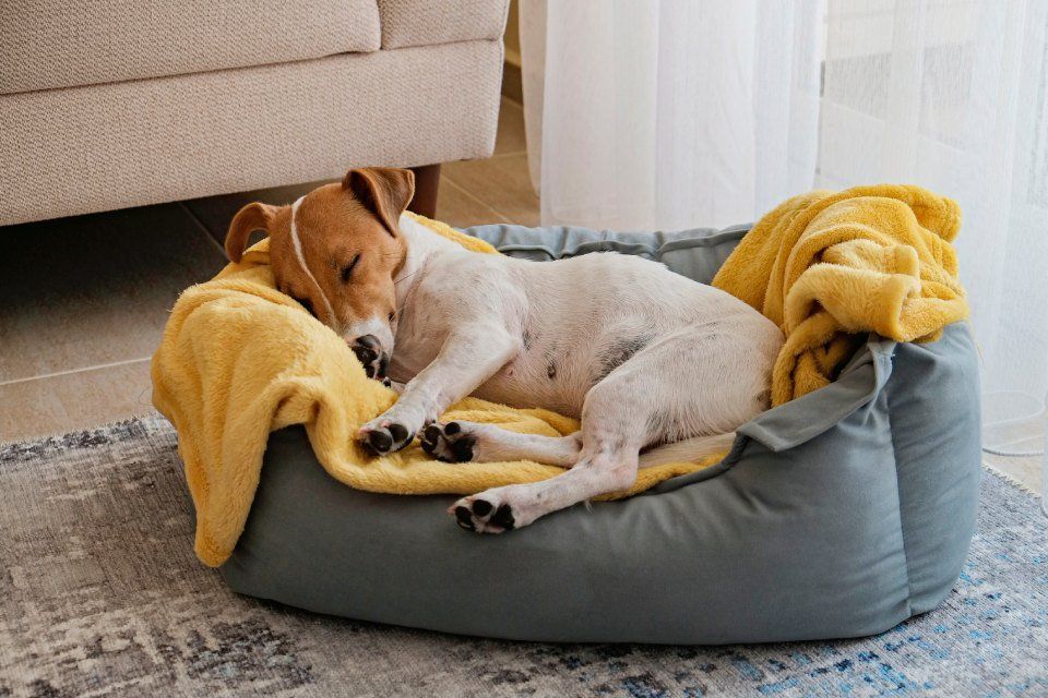lavaggio lettini e cuccette per cani