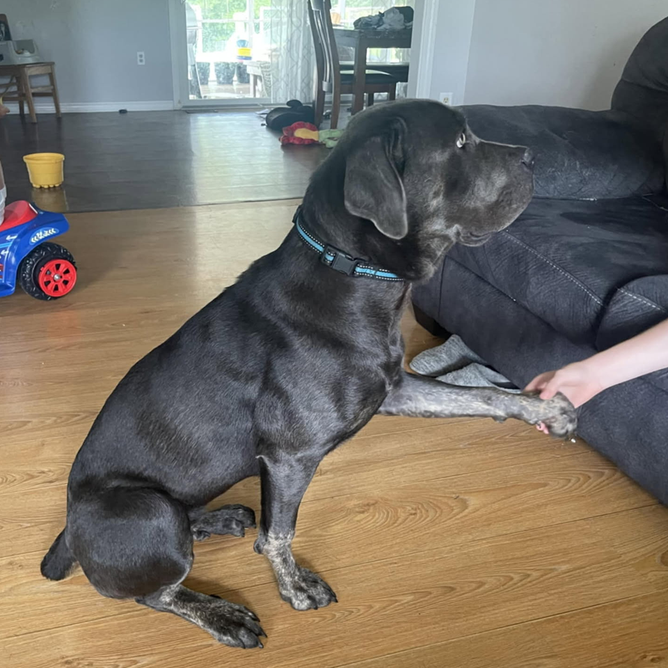 A black dog is sitting on a wooden floor next to a couch.