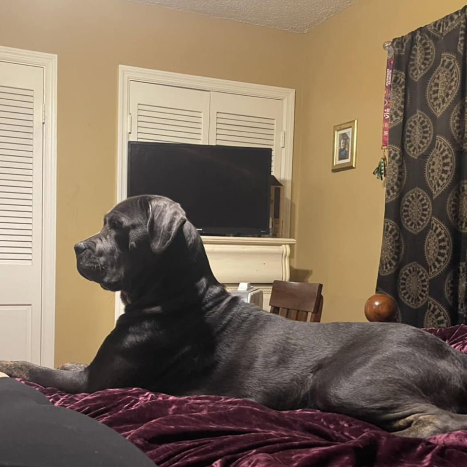 A black dog is laying on a bed in a living room