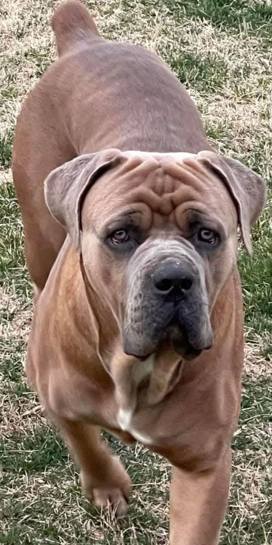 A brown dog is standing in the grass and looking at the camera.