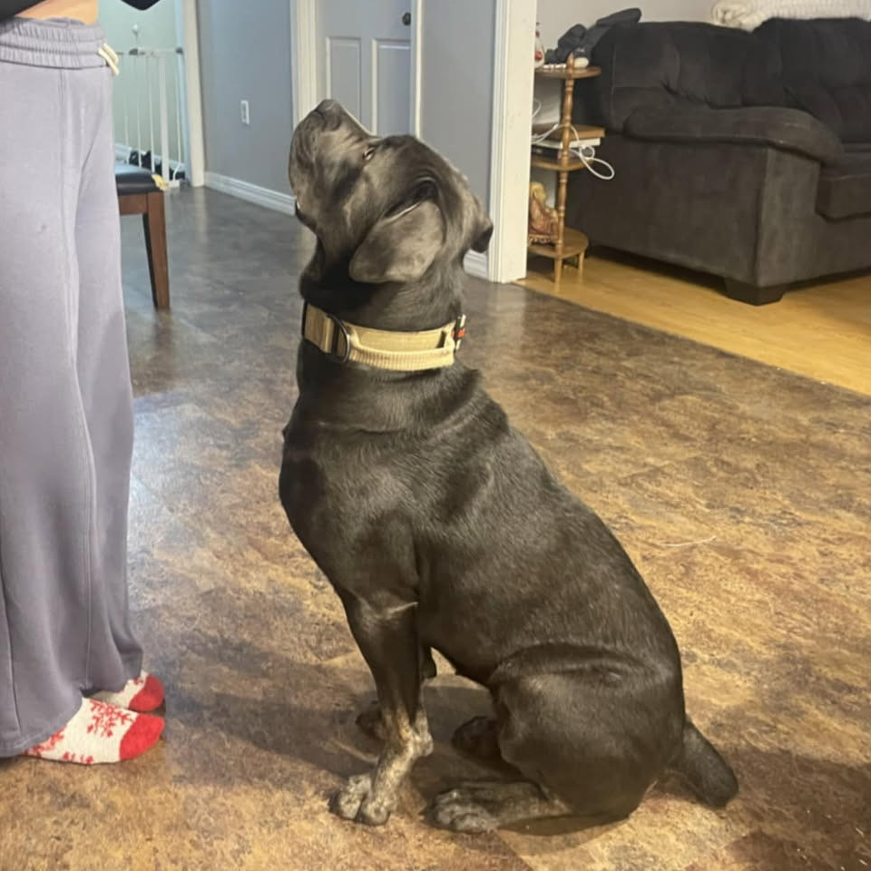 A black dog wearing a tan collar is sitting in a living room