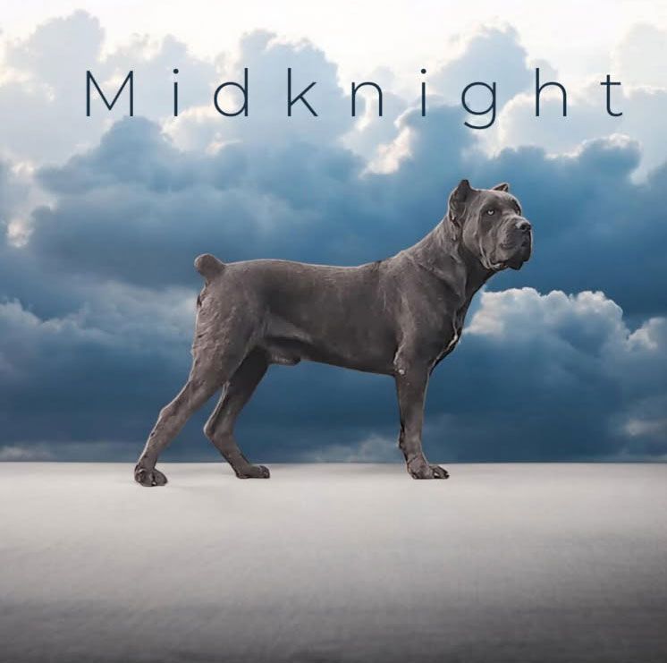 A gray dog is standing in front of a cloudy sky that says midnight