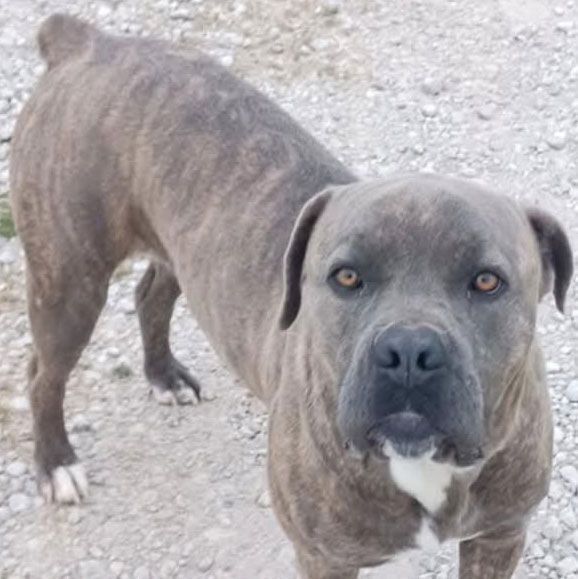 A close up of a dog standing on a gravel road