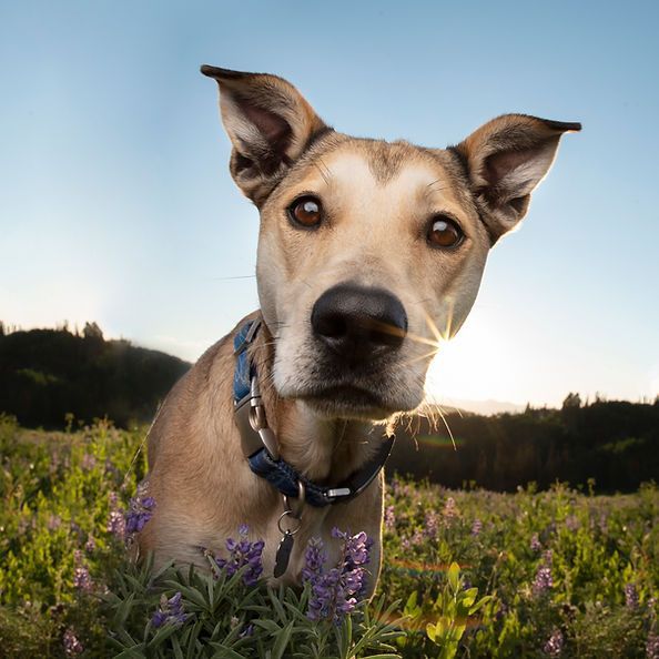 Tan dog with blue collar in wildflowers at sunset, looking into the camera.