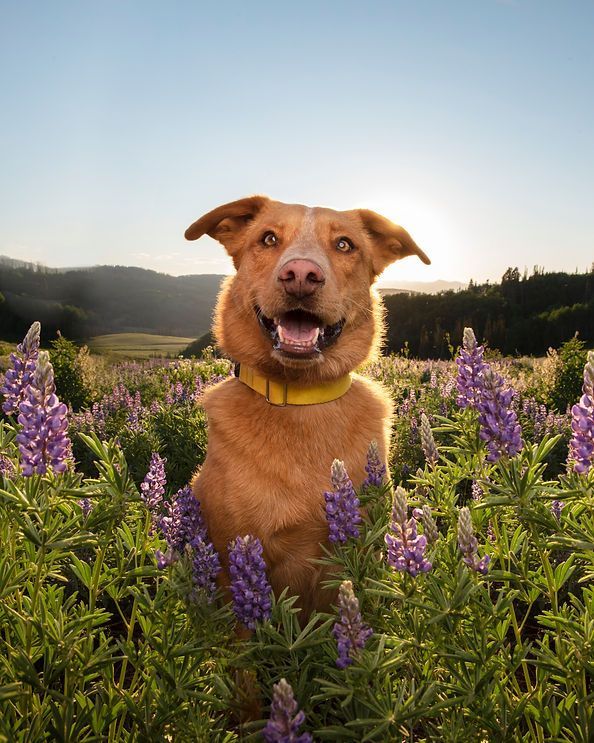 Brown dog with a yellow collar standing in purple wildflowers under a clear sky.
