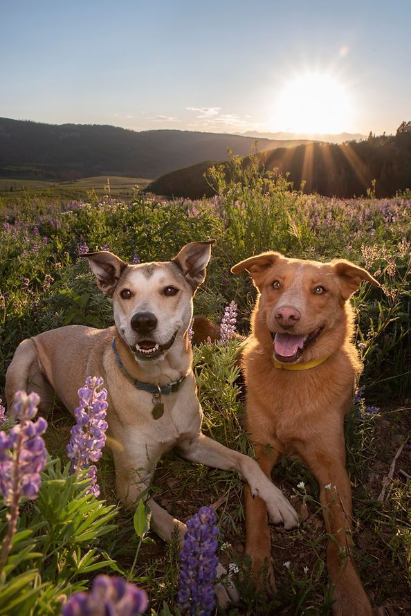 Two dogs sitting in a wildflower field at sunset with mountains in the background