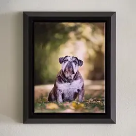 Framed photo of a bulldog sitting on grass with a blurred outdoor background