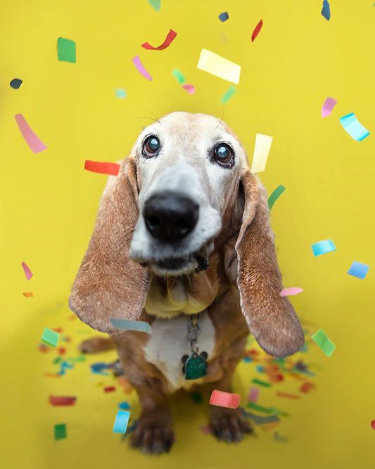 Basset hound with confetti falling around it on a bright yellow background