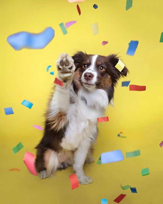 Brown-and-white puppy reaching up amid colorful confetti on a bright yellow background