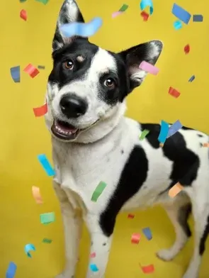 Black-and-white dog with head tilt against a yellow background, surrounded by colorful confetti