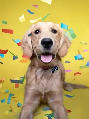 Golden retriever puppy sitting amid colorful confetti on a bright yellow background, tongue out and smiling