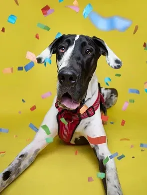 Black-and-white dog in a red harness on a yellow background with colorful confetti falling around it