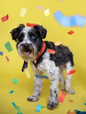 Small black-and-white dog with tongue out amid colorful confetti on a yellow background