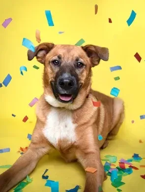 Happy tan dog sitting on a yellow background with colorful confetti around it