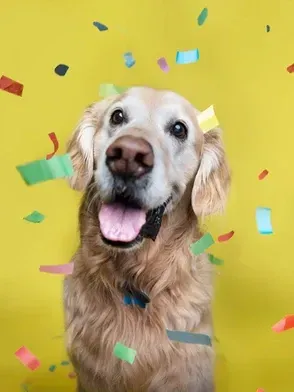 Small white dog sitting on a teal sofa against a red background