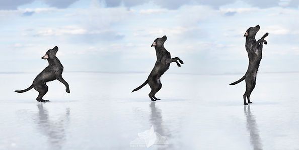 Three black dogs leaping across a snowy, reflective landscape under a pale sky