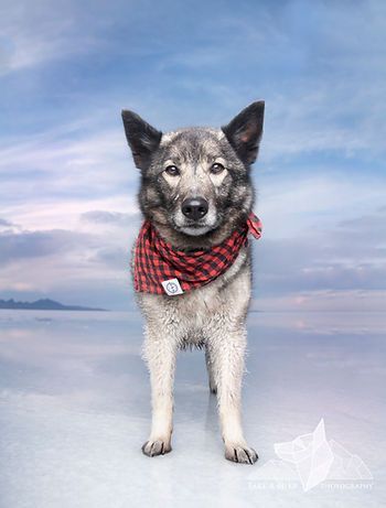 Gray dog wearing a red plaid scarf standing on a snowy beach under a cloudy sky